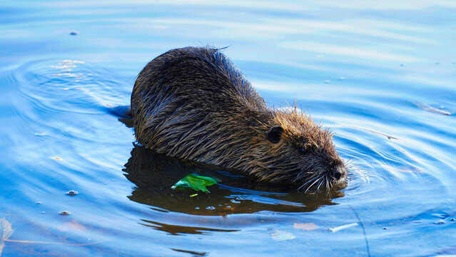 Swimming nutria foraging in calm water during a sunny afternoon in a natural wetland habitat.A close-up of a nutria on the bank of the Vltava River in Prague