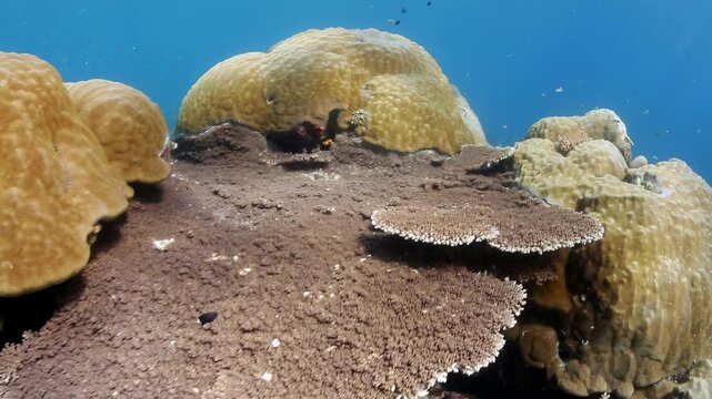 Vibrant underwater coral reef with diverse hard corals and small tropical fish swimming in clear blue ocean water, showcasing a healthy marine ecosystem.