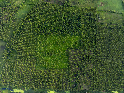 Aerial view of a vast coconut palm tree plantation with rows of trees in varying shades of green, located near a water source in Lazaro Cardenas, Michoacan, Mexico.