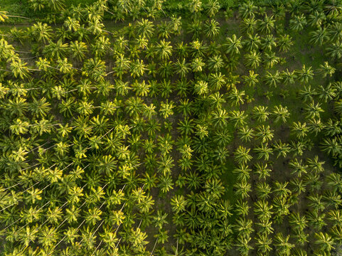 Aerial view of a lush coconut palm tree farm with orderly rows of trees stretching across the coastal landscape in Lazaro Cardenas, Michoacan, Mexico.