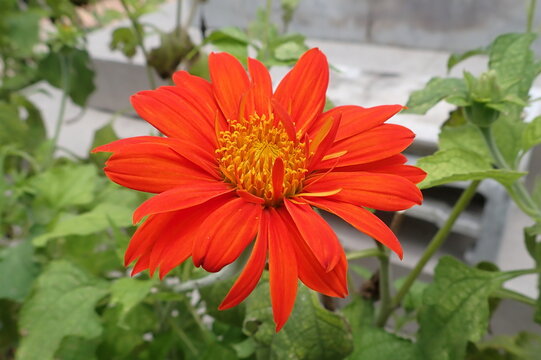 チトニアの花　別名メキシコヒマワリ
