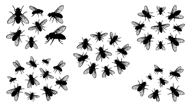 Detailed black silhouette vector illustration featuring various housefly insect groups