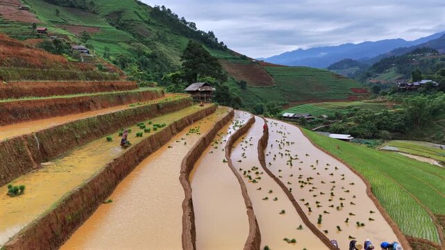 Aerial drone view of a farmer working in flooded terraced rice fields in Mu Cang Chai Vietnam