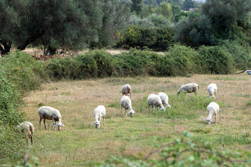 Fototapeta premium Sheep flock grazing on meadow pasture in traditional rural farmland landscape of Serra da Estrela Portugal, Portugal, Serra da Estrela, 16 October 2025