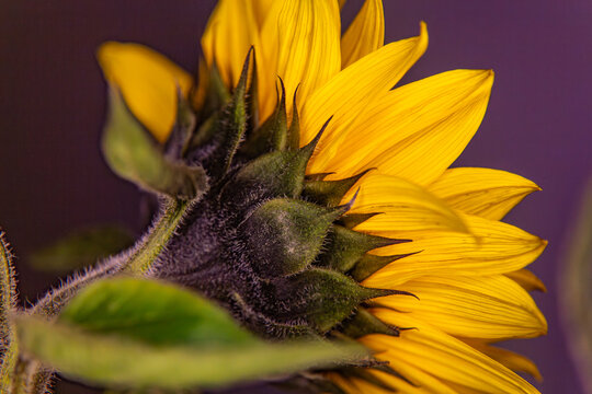 A detailed close up macro photograph showing a bright yellow blooming sunflower helianthus annuus back side sepals and stem during a sunny day
