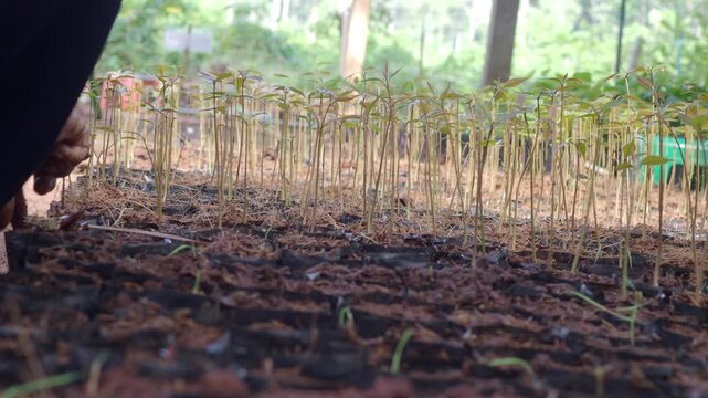 Farmers are cultivating mahogany seedlings that are growing in black nursery bags filled with soil and organic mulch in a nursery.