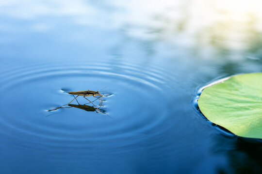 Water strider insect on calm blue water with lily pad, nature and aquatic ecosystem concept