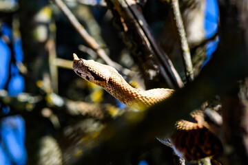 Obraz premium Horned Viper on Tree Branch. The most poisonous European snake Vipera ammodytes on Mount Rtanj in Serbia