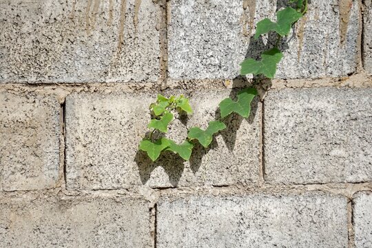 vibrant ivy vine growing steadily along a textured grey concrete masonry unit wall. This image captures the concept of resilience, urban flora adaptation, natural persistence over man-made structures,