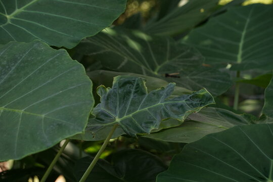 Broad green taro leaves growing densely in a shaded wetland garden, featuring an irregular ruffled leaf in the center. The image highlights botanical biodiversity, perennial foliage textures, tropical