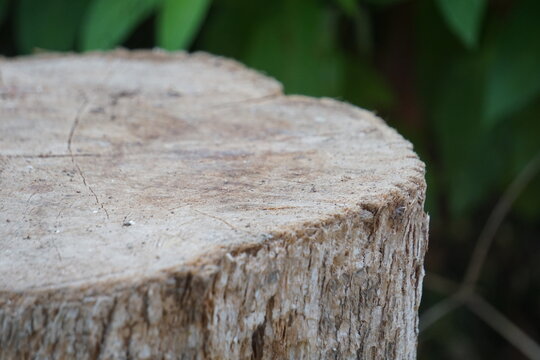 Close-up perspective focusing on the textured top edge of a sawn tree stump with soft green background bokeh. The surface functions ideally as a natural product display podium, rustic wooden base, or 