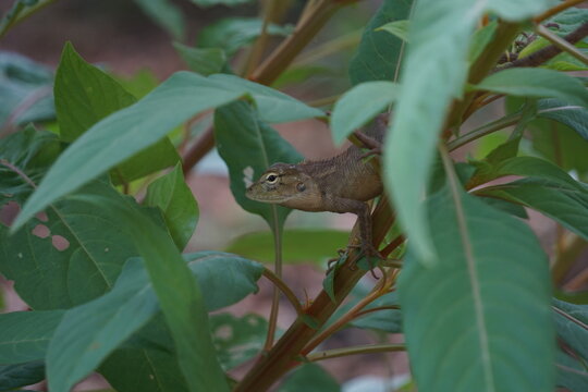 brown oriental garden lizard (Calotes versicolor) clinging stealthily to a slender plant stem amidst deep green leaves. The shot captures wildlife camouflage, reptile behavior, backyard biodiversity, 