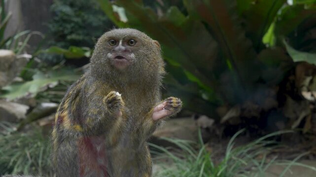 Slow motion close-up shows a pygmy marmoset monkey eating food inside an ecosystem habitat environment with lush plants in the background in Australia conservation and nature wildlife observation