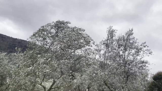Olive tree branches waving in strong wind before hurricane, cloudy sky and dramatic bad weather, horror scene in the countryside during the typhoon