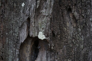 Fototapeta premium detailed full-frame shot of an ancient, weathered tree trunk showing deep fissured bark, gray lichen crusts, and a natural hollow cavity. The composition highlights organic timber textures, forest dec