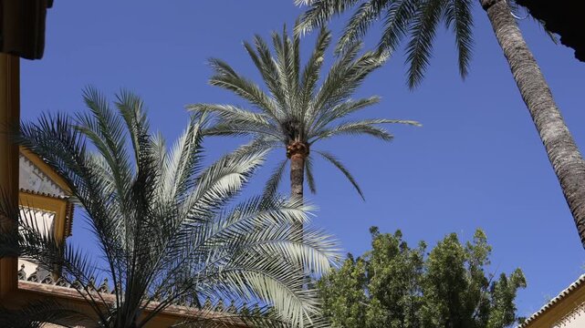 Palm Trees at Antonio Machado House Museum Courtyard