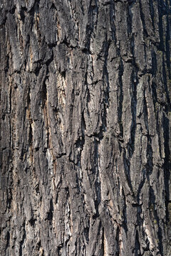Eastern black walnut bark detail - Latin name - Juglans nigra