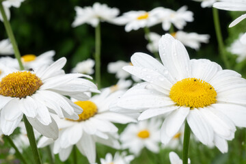 Obraz premium White daisies with yellow centers blooming in a green meadow after summer rain. Water beads on petals add a fresh glistening effect to the scene. Great for cheerful summer nature photography.