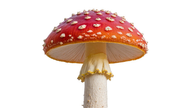 Red and white spotted Amanita muscaria mushroom, isolated on transparent background