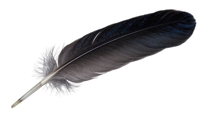 Dark grey and black feather with fluffy quill, isolated on transparent background © Mira