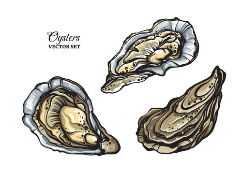 Colorful oysters vector set.  Stylized marine oyster shells with pearls isolated on white background.