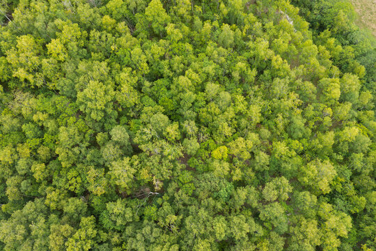Aerial view of a dense forest with lush green trees and varied canopy textures in the United Kingdom.