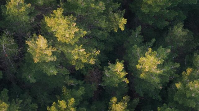 Top-down aerial drone view of a dense pine forest canopy, showcasing vibrant green treetops illuminated by warm sunlight.