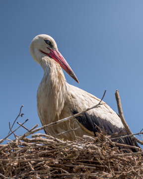 White stork Ciconia ciconia portrait in a large twig nest. Close up of adult stork with open beak clattering, looking around and perched high up against a clear blue sky background