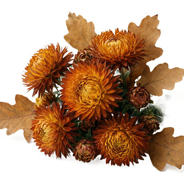 Strawflower Helichrysum bracteatum and white oak Quercus alba bundle isolated on a transparent background