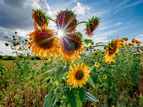 Sonnenblumen im Sp&auml;tsommer