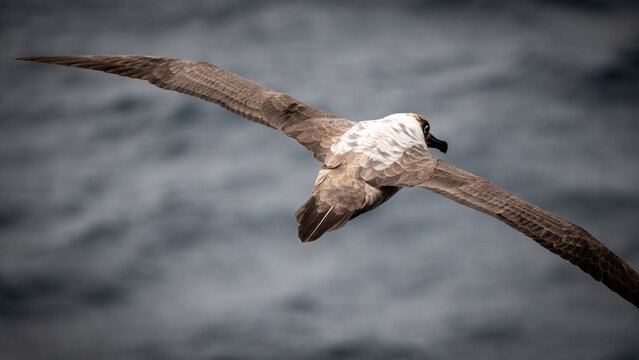 Juvenile albatross flying with brown plumage