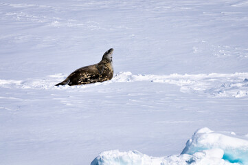 Weddell seal resting on snow in the Weddell Sea © Georg