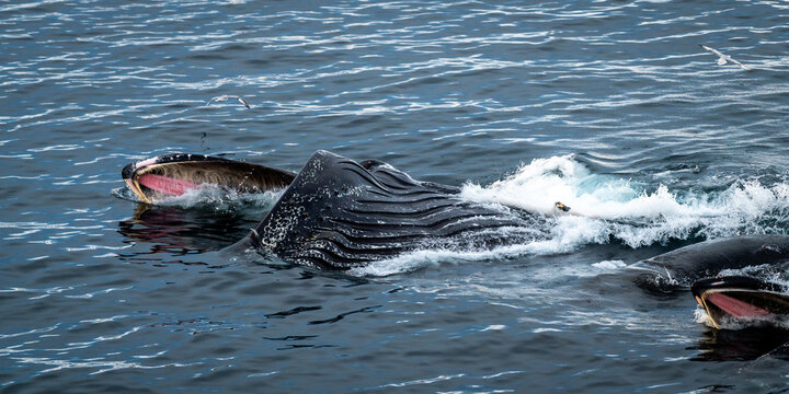 Humpback whale lunge feeding at the surface