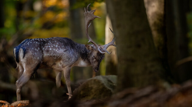 Fallow deer stag standing in an autumn forest