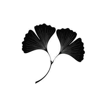 Ginkgo biloba leaf silhouette vector, black botanical foliage illustration, minimalist ginkgo tree leaves for logo design and branding