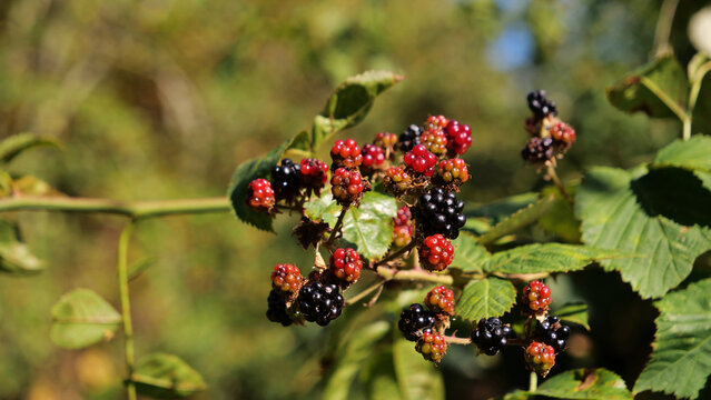 Wild ripe black and unripe red blackberries growing on bramble bush in countryside under soft sunlight