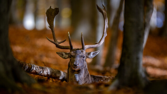 Fallow deer stag standing in an autumn forest