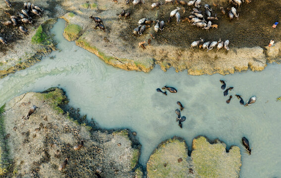 Aerial view of water buffaloes grazing on the muddy banks and wading in the shallow river water in Bagerhat, Khulna Division, Bangladesh.
