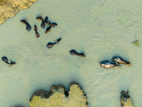 Aerial view of water buffalo swimming in a river with muddy banks in Bagerhat, Khulna Division, Bangladesh.