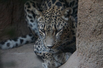 Fototapeta premium Frontal close up portrait of a Persian leopard or Anatolian leopard (Panthera pardus tulliana) sleeping in a cave