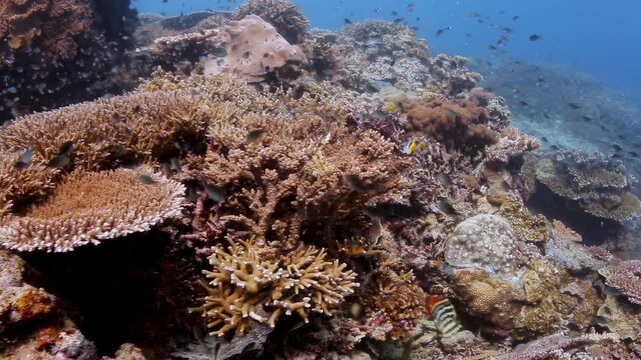 Stunning underwater coral reef with vibrant schooling tropical fish in crystal-clear blue ocean, perfect for serene nature and travel visuals in 4K.