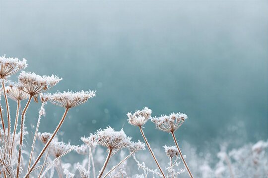 Frost covers flowers in a winter scene near a body of water at dawn