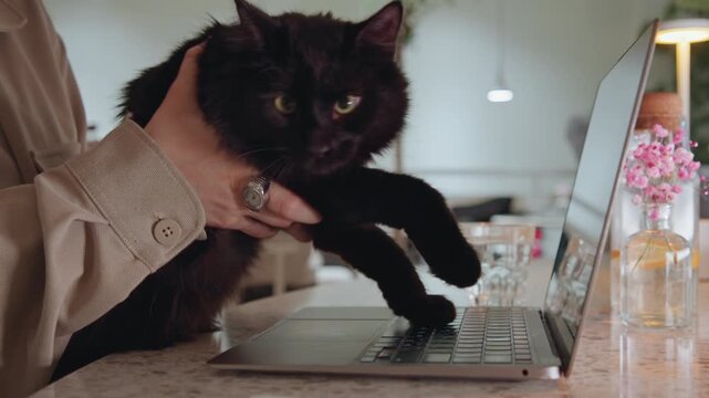 Close up of black cat being held by someone while placing its paw on open laptop keyboard. person gently pets calm feline as it interacts with device surrounded by soft lighting and modern