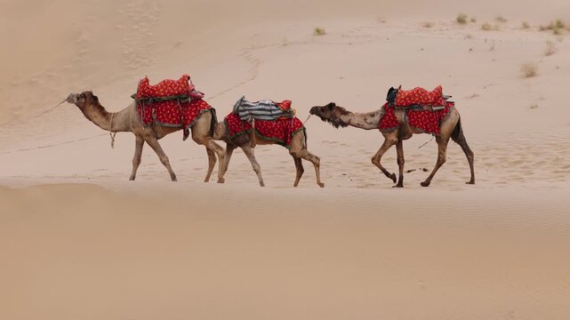 Camel caravan walking across sand dunes in the desert of rajasthan, india