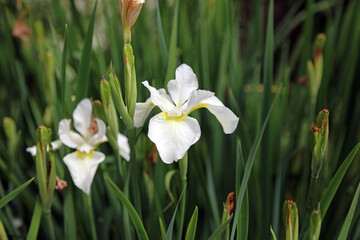 Fototapeta premium Closeup of two white Japanese water iris plants, Derbyshire England 