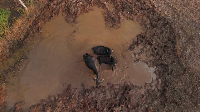 Aerial view of water buffalo in a mud puddle in rural india