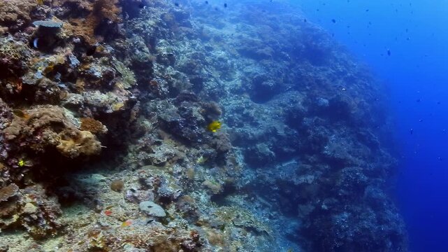 Stunning 4K underwater footage of a vibrant coral reef wall teeming with colorful tropical fish in crystal-clear blue ocean water, perfect for nature documentaries and travel visuals.