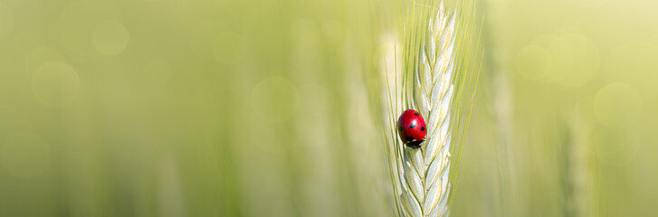 Ladybug on ear of wheat in the field close-up . © Swetlana Wall