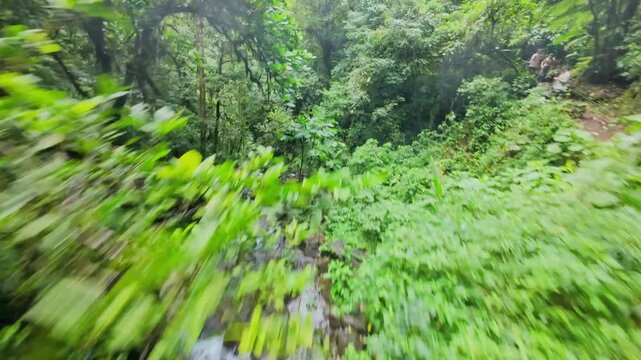 Early Morning Trek Through a Lush Costa Rican Forest