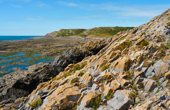On the limestone cliffs near Port Enyon, South Wales.
